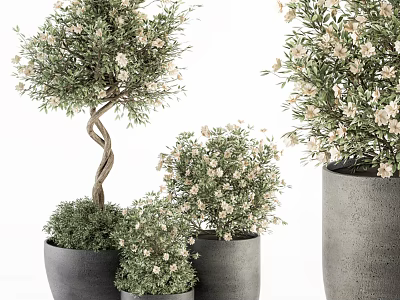 Potted Bonsai Plants With Twisted Trunk And White Flowers In Gray Pots 3d model