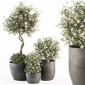 Potted Bonsai Plants With Twisted Trunk And White Flowers In Gray Pots