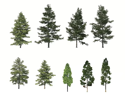 Different Types of Tall Evergreen Arbor Trees in Natural Growth Forms 3d model