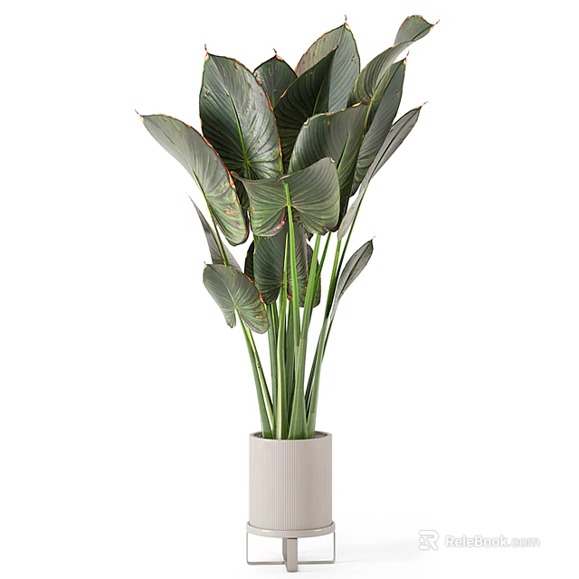 Large Dark Green Leaf Potted Plant With Red Veins In White Cylindrical Pot 3d model 