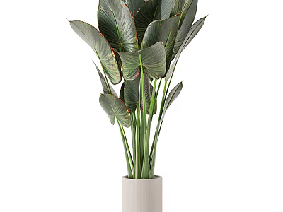 Large Dark Green Leaf Potted Plant With Red Veins In White Cylindrical Pot 3d model