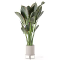 Large Dark Green Leaf Potted Plant With Red Veins In White Cylindrical Pot