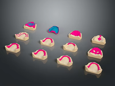 Pink and Blue Colored Anatomical Models of Organs and Hair on Gray Background 3d model