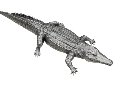 Crocodile 3d model