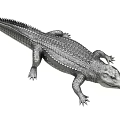 Realistic Crocodile 3D Model With Detailed Scaled Skin And Body Structure