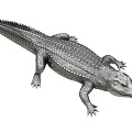 Crocodile 3d model