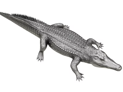 Realistic Crocodile 3D Model With Detailed Scaled Skin And Body Structure 3d model