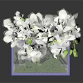 Clear Rectangular Vase With White Flowers And Green Leaves On Dark Reflective Surface
