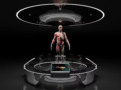 Contemporary Exhibition Hall Display With Transparent Stand Human Anatomy Model And Digital Screen 3d model