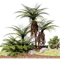 Lush Green Shrubs with Ferns Palms and Stones in Natural Garden Landscape