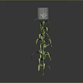 Two Green Corn Plants With Long Leaves And Developing Corn Cobs Against Dark Background