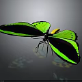 Vibrant Butterfly With Bright Green And Black Wings Displaying Striking Yellow Accents