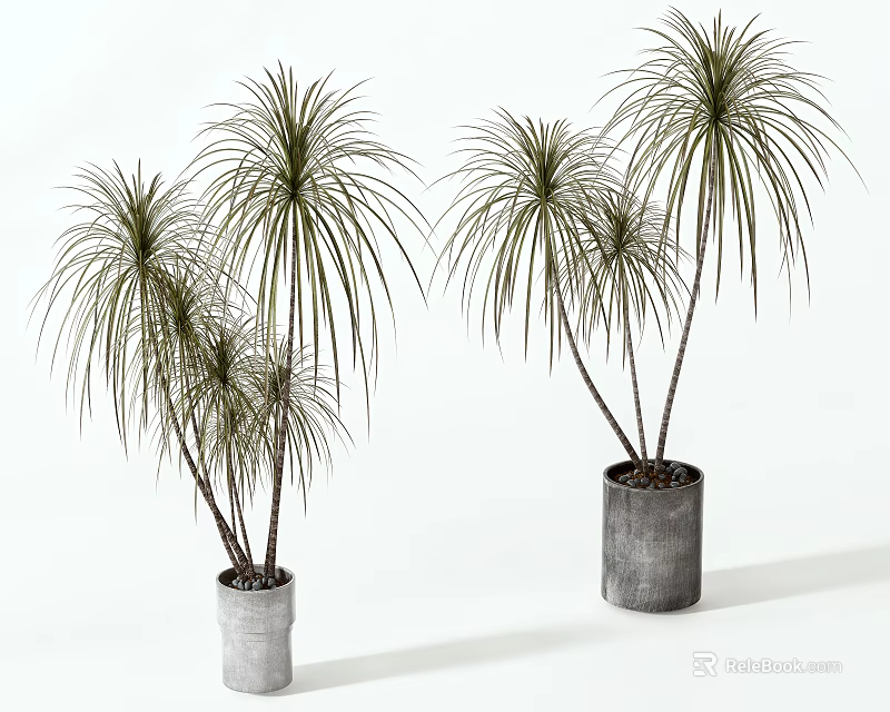 Slender Leaf Potted Plants In Gray Concrete Pots With Multiple Stems For Home Decor 3d model
