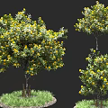 Fresh Yellow Citrus Fruits on Trees with Green Grass and Black Background