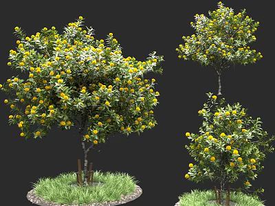 Fresh Yellow Citrus Fruits on Trees with Green Grass and Black Background 3d model