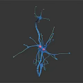 Neurons As Neural Organ Components And Their Influence On Hair Growth Mechanism