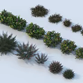 Diverse Shrub Collection With Various Shapes And Green Purple Foliage On White Background