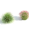 Two Clumps of Flowering Grass with White and Pink Plumes Against Light Blue Sky Background
