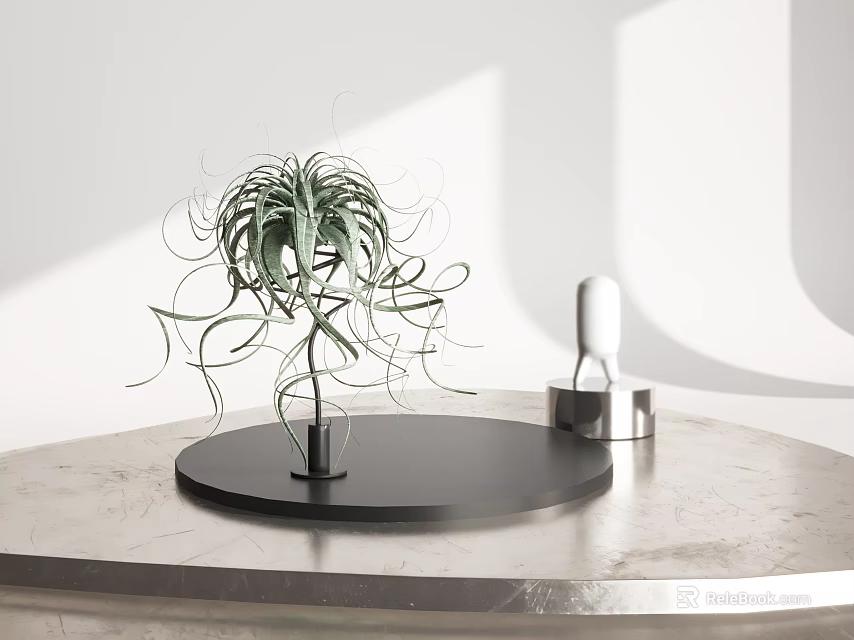 Green Air Plant With Slender Curly Leaves On Black Circular Base In White Background 3d model 
