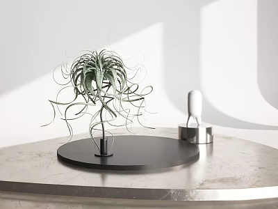 Green Air Plant With Slender Curly Leaves On Black Circular Base In White Background 3d model