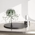 Green Air Plant With Slender Curly Leaves On Black Circular Base In White Background