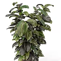 Tall Indoor Garden Decor Plant With Broad Dark Green And Black Leaves In Decorative Pot