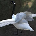 Malta pygmy swan animal creature 3d model