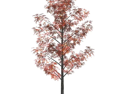 Ornamental Arbor With Red Autumn Leaves And Strong Branch Structure 3d model