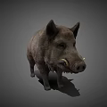 Realistic Standing Wild Boar With Gray Fur Sharp Tusks And Detailed Features