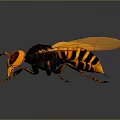 Yellow and Black Hornet with Red Eyes Orange Wings Detailed 3D Render Dark Background Reflection