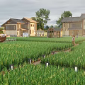 Ancient Architecture With Scenic View Of Green Wheat Field And Traditional Rural Houses