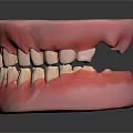 Detailed Dental Model Of Tooth And Gum Displaying Oral Organ Structure