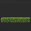 Lush Green Shrub Hedge with Well Trimmed Foliage for Garden Landscaping