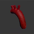 Organ System Red Tubular Structure 3D Rendered Model on Dark Background 3d model