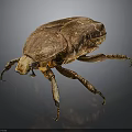 Brown Shiny Beetle Crawling On Dark Background With Detailed Exoskeleton Close Up View