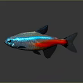 Vibrant Blue And Red Fish With Black Fins And Shiny Scales In Aquatic Habitat