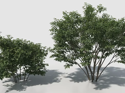 Lush Green Shrubs In Garden Landscape With Healthy Foliage And Natural Growth 3d model