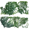 Lush Arbor Vines with Dense Green Leaves for Decorative Landscaping Projects