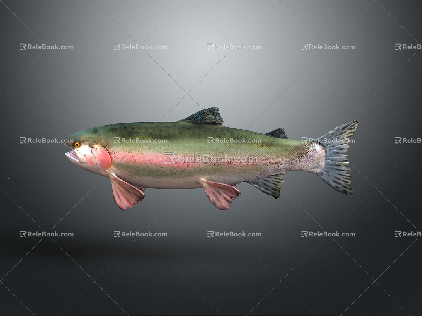 Catfish Carp Sturgeon Bass Freshwater Fish Various Carp Grass Carp Crucian Carp 3d model