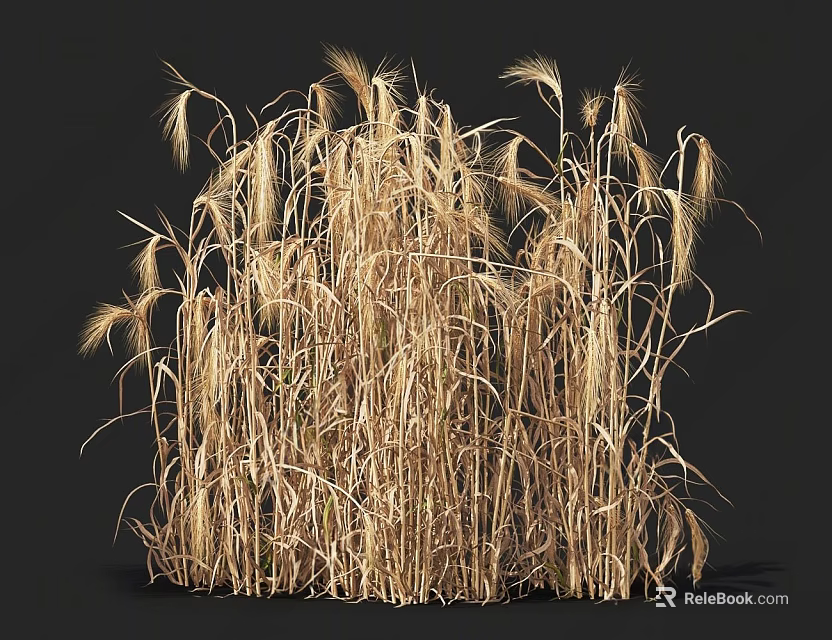 Golden Dry Grass With Tall Stems And Feathery Ears Isolated On Black Background 3d model 