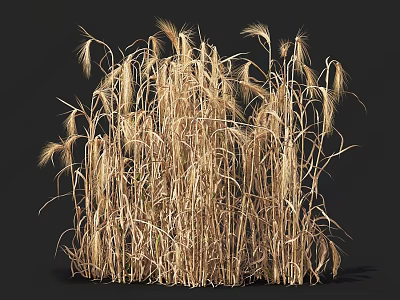 Golden Dry Grass With Tall Stems And Feathery Ears Isolated On Black Background 3d model