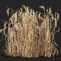 Golden Dry Grass With Tall Stems And Feathery Ears Isolated On Black Background