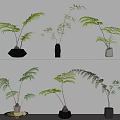 Indoor Bonsai Potted Plants With Green Leaves On White Shelves And Different Pots