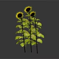Two Sunflowers With Yellow Blooms Green Leaves Stems And Reflection On Dark Background