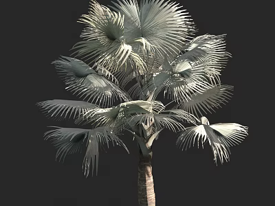 Tropical Palm Tree With Large Fronds And Tall Brown Trunk 3d model