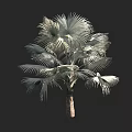 Tropical Palm Tree With Large Fronds And Tall Brown Trunk