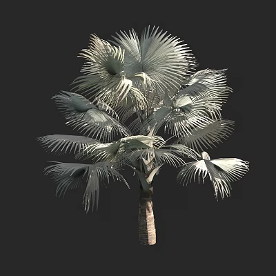 Tropical Palm Tree With Large Fronds And Tall Brown Trunk 3d model