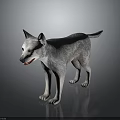 Gray Wolf Standing On Dark Surface With Realistic Fur And Reflection