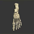 Medical Device Human Foot Bone Model For Anatomical Teaching Featuring Detailed Structure 3d model