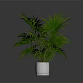Green Palm Plant With Large Green Leaves In White Pot On Dark Background